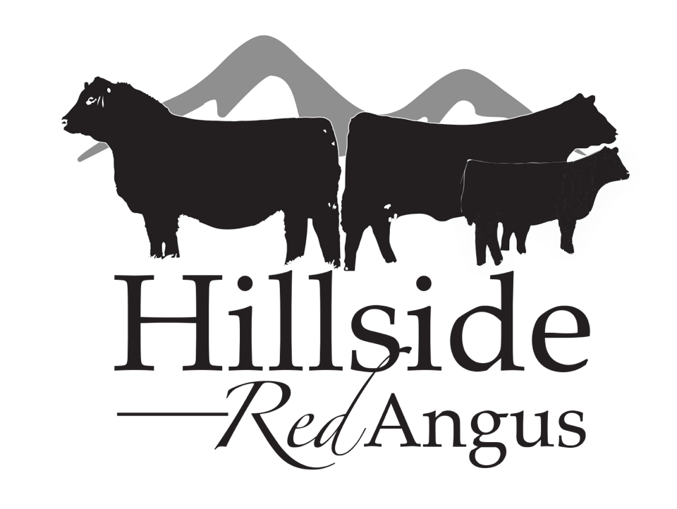 Hillside Red Angus